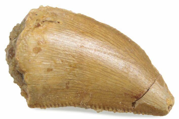 Serrated Raptor Tooth - Real Dinosaur Tooth #376495